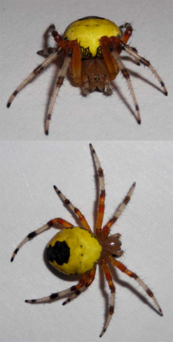 Araneus marmoreus var. pyramidatus
